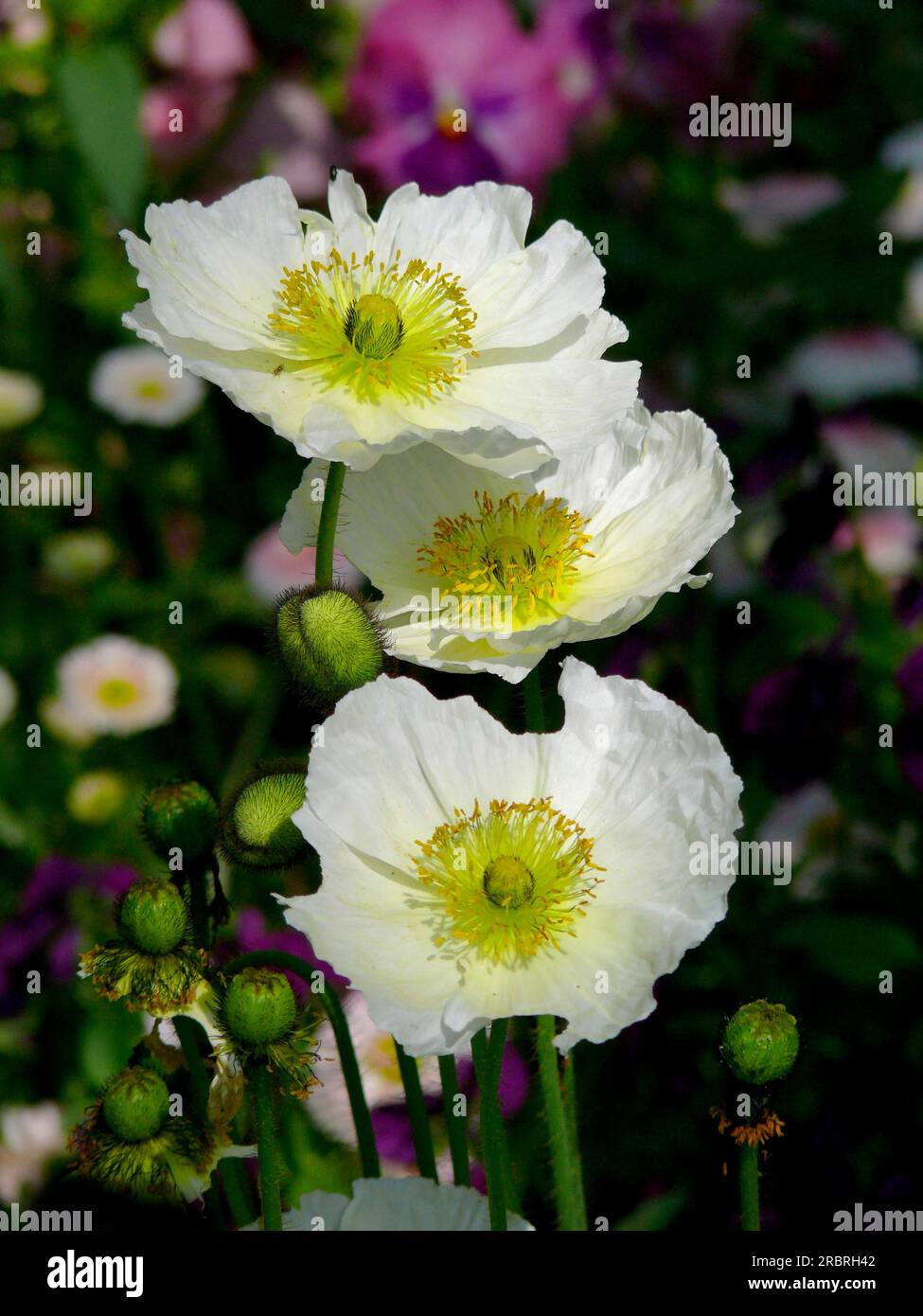 Papavero in fiore nel giardino, papavero alpinum ibrido, papavero alpino Foto Stock