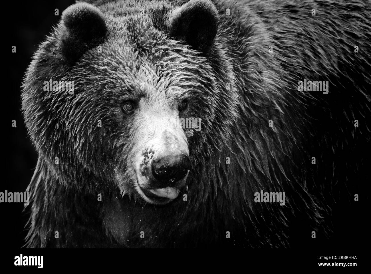 Ritratto in bianco e nero di un imponente bear Foto Stock