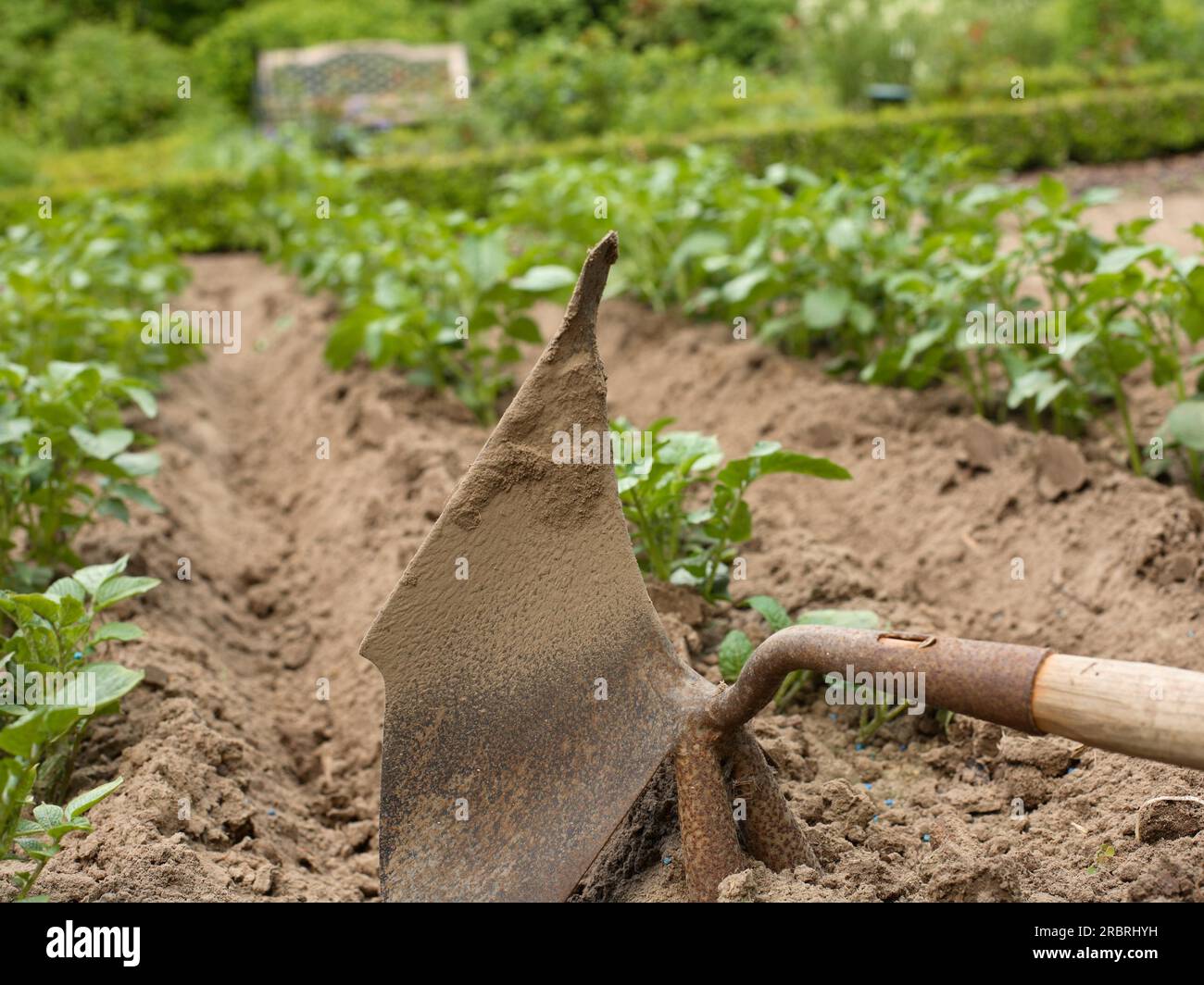 Patate (Solanum tuberosum) dopo la messa a terra Foto Stock