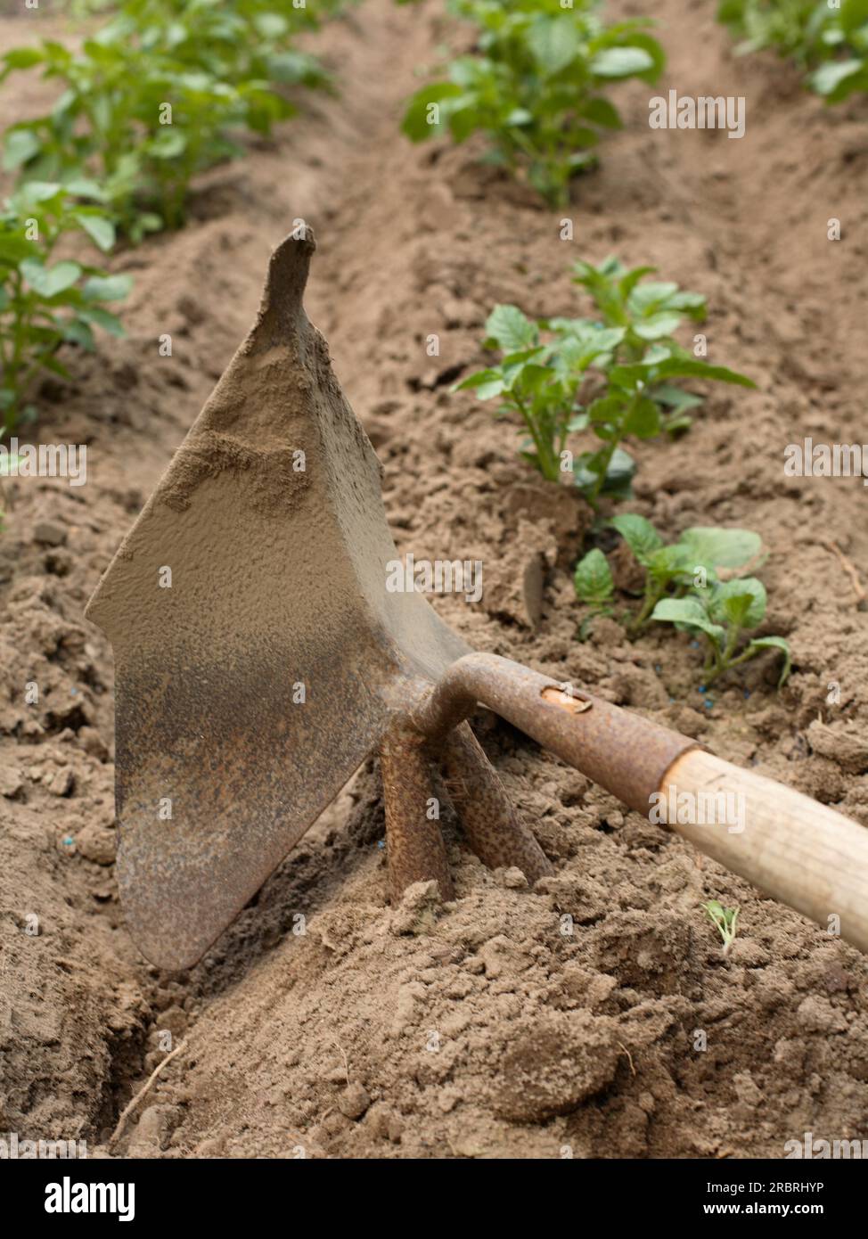 Patate (Solanum tuberosum) dopo la messa a terra Foto Stock