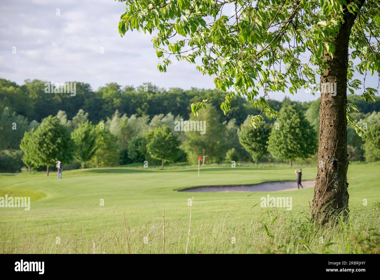 Due golfisti che giocano sullo sfondo di un albero sul campo da golf Foto Stock