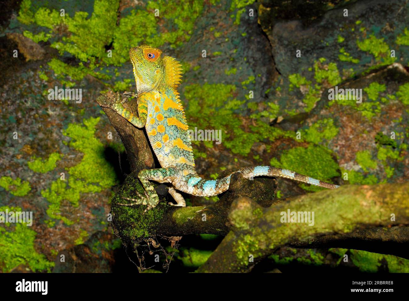 Chameleon Forest Dragon, conosciuto anche come Eared Tree Dragon, Javan Humphead Lizard e Chameleon Anglehead Lizard, Gonocephalus chamaeleontinus. Indonesi Foto Stock