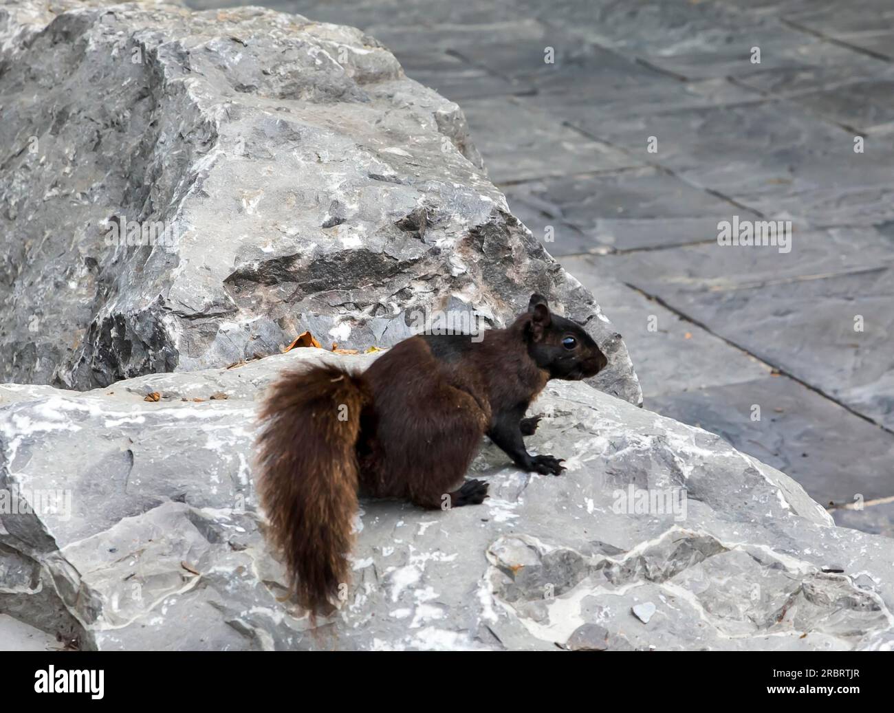Lo scoiattolo nero è un sottogruppo melanistico dello scoiattolo grigio orientale. Sono comuni nel Midwest degli Stati Uniti, Ontario, Quebec, in alcune parti di Foto Stock