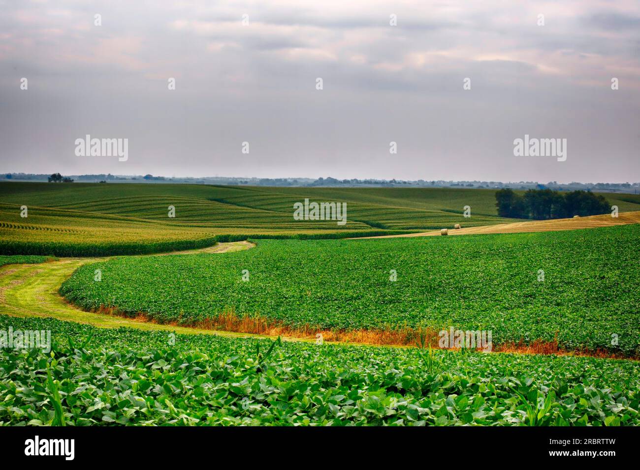 Campi di mais in Iowa Foto Stock