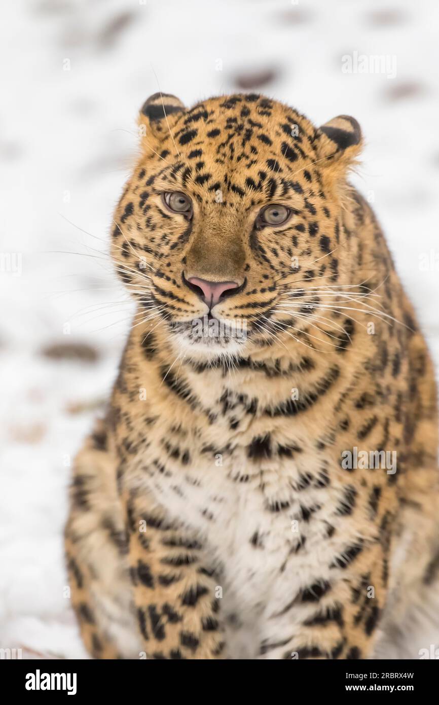 Amur Leopard in una foresta innevata a caccia di prede Foto Stock