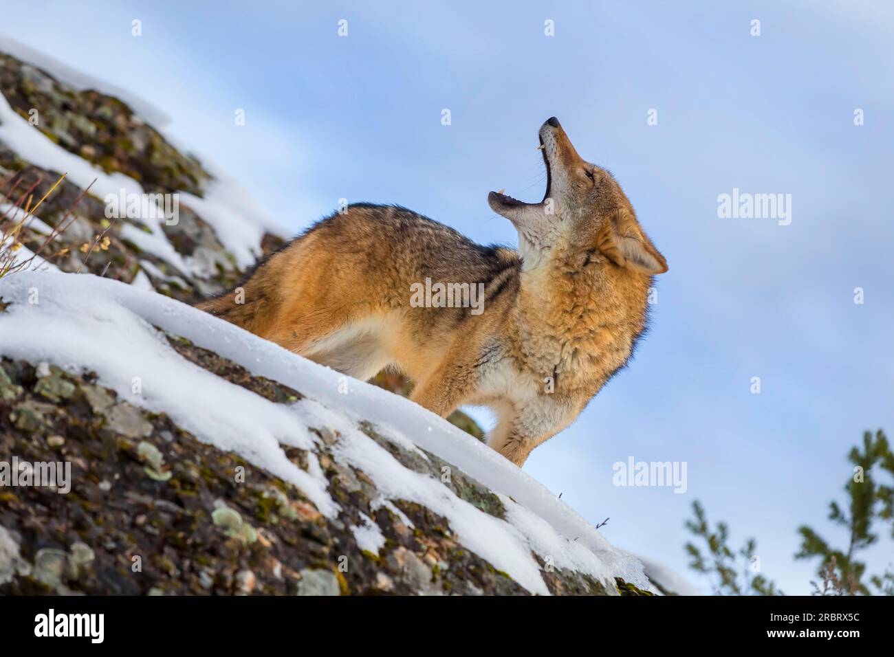 Un Coyote cerca un pasto nelle montagne innevate del Montana Foto Stock