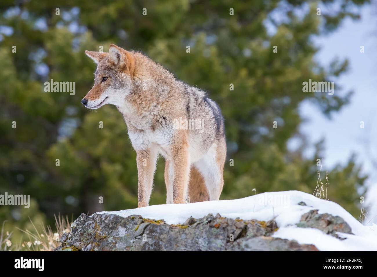 Un Coyote cerca un pasto nelle montagne innevate del Montana Foto Stock