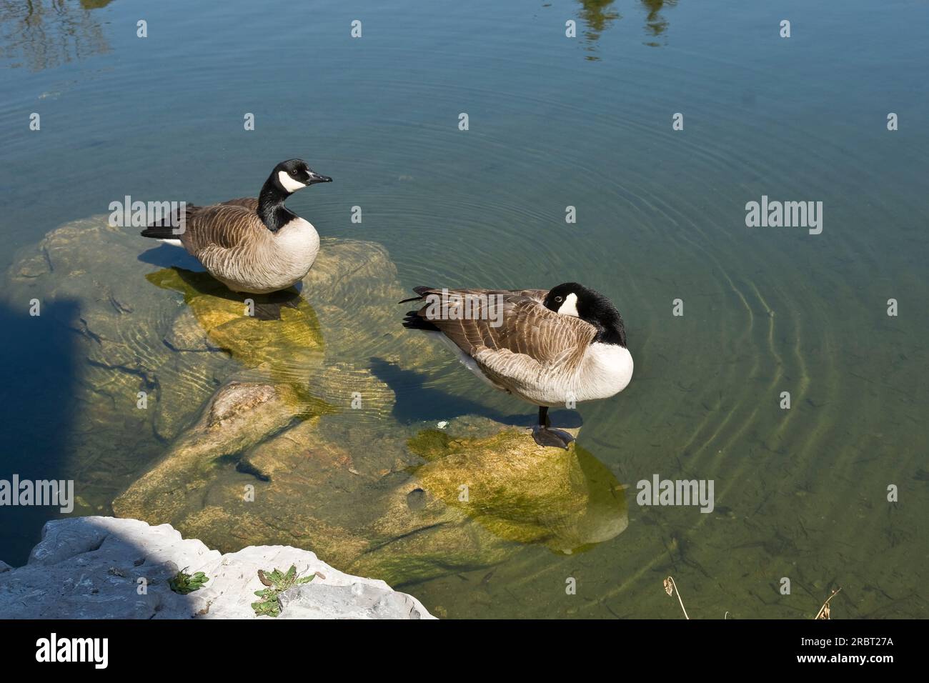 Due deliziose anatre erano in piedi sulle rocce all'interno di uno stagno Foto Stock