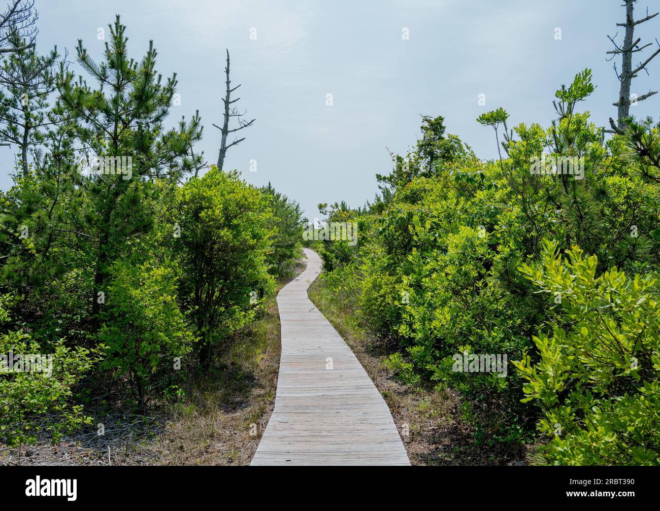 BARNEGAT LIGHT, N.J. – 1° luglio 2023: Un sentiero è visto sulle dune di spiaggia sulla Long Beach Island del New Jersey. Foto Stock