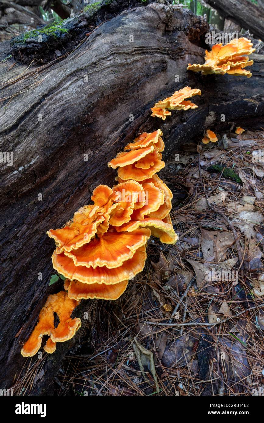 Pollo del bosco (Laetiporus sp.) Fungo Bracket - Brevard, North Carolina, USA Foto Stock