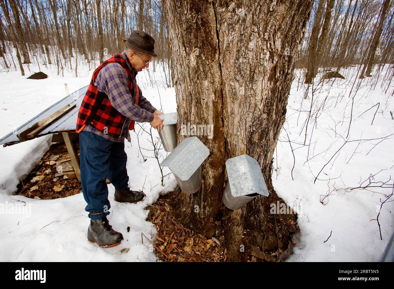 Uomo che controlla il banco di sap d'acero in secchio, St.Mathieu du Lac, Quebec, che produce sciroppo d'acero, Canada Foto Stock