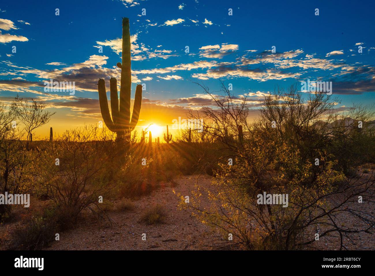 Cactus Sunset Scene(4) Foto Stock