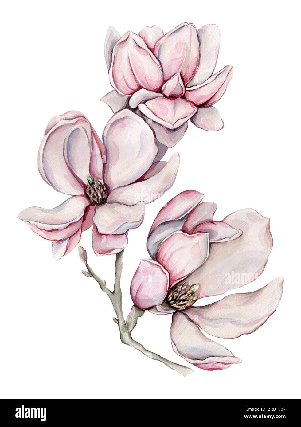 Acquerello illustrazione disegnata a mano con magnolia. Foto Stock