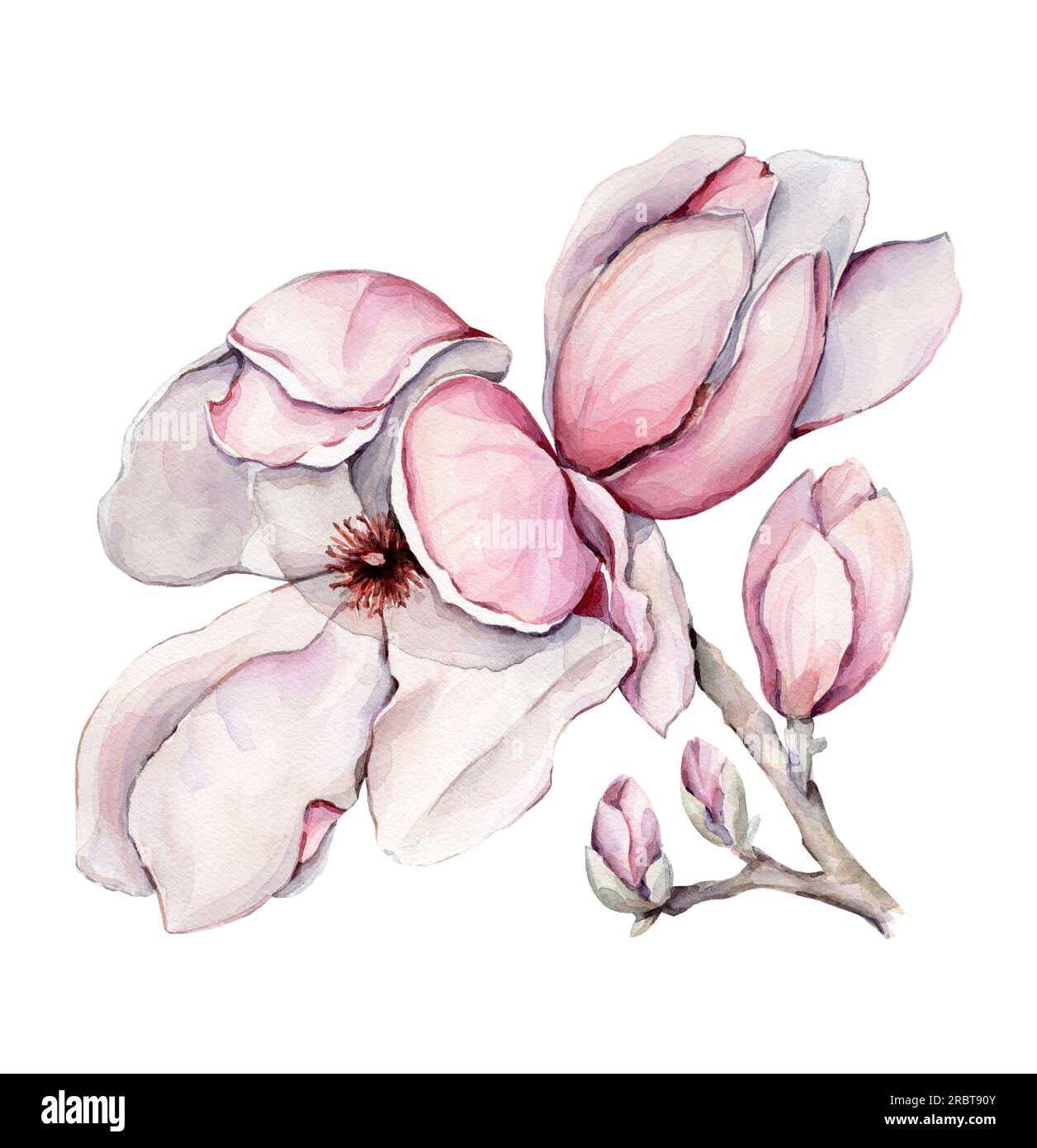 Illustrazione della magnolia ad acquerello. Disegnato a mano. Foto Stock