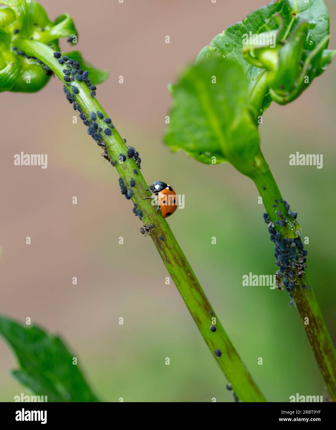 Ladybird a sette punti, Sjuprickig nyckelpiga (Coccinella septempunctata) Foto Stock