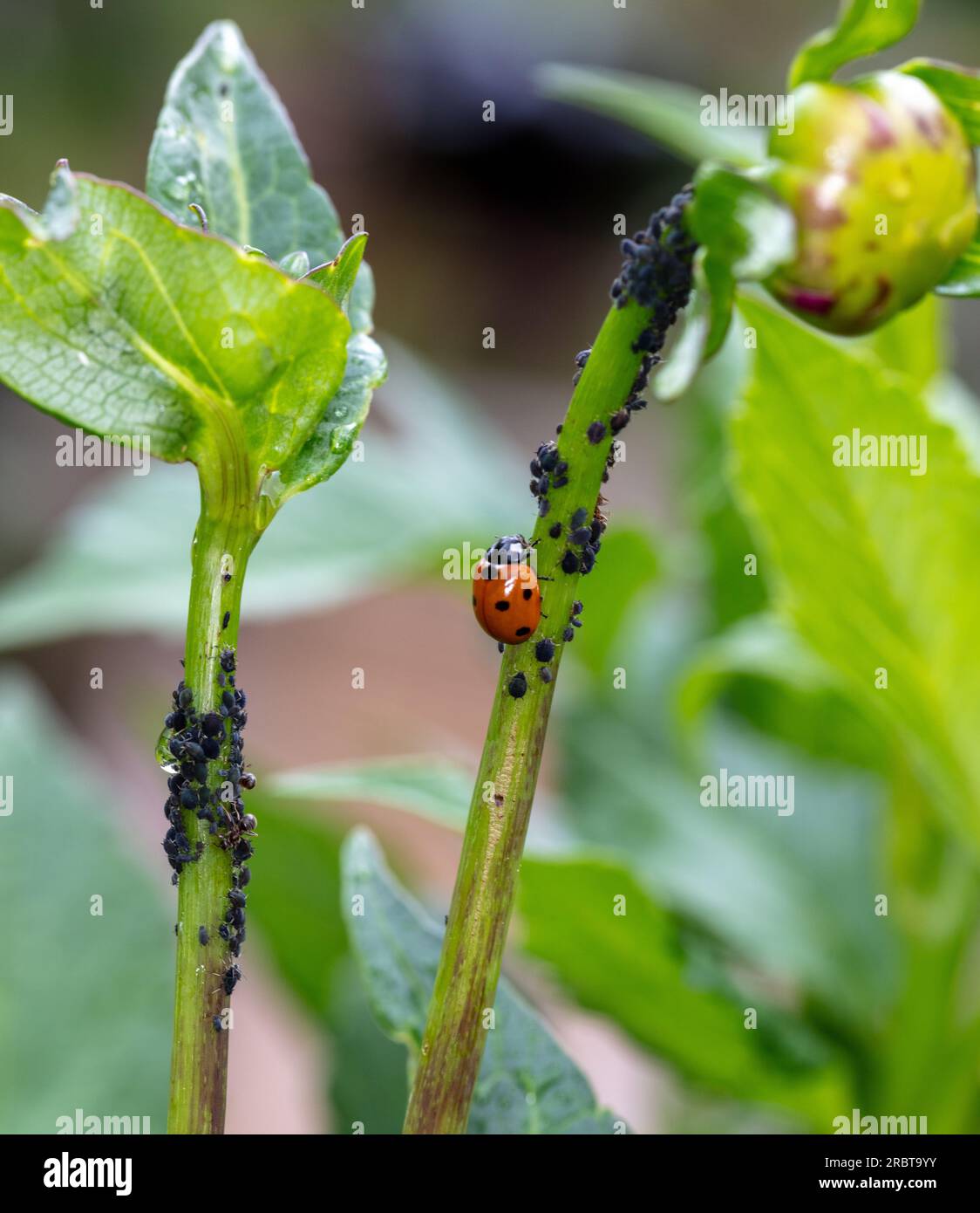 Ladybird a sette punti, Sjuprickig nyckelpiga (Coccinella septempunctata) Foto Stock