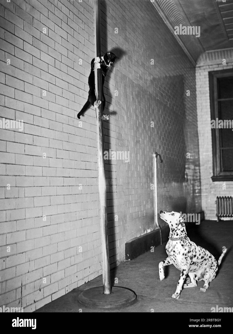 New York, New York, novembre, 1941 Henry, il felino acrobatico della Engine Company #65 del NYC Fire Dept, scivola lungo l'asta di ottone dalla bunkroom per unirsi a Cappy, la co-mascotte Dalmation della stazione. Foto Stock