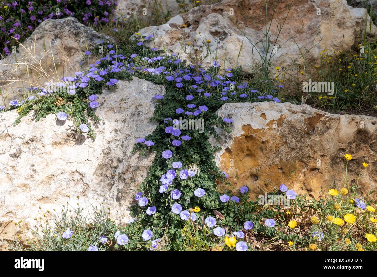 Il Convolvulus sabatius, il convolvulvulus macinato o bindweed di roccia blu, è una specie di pianta in fiore della famiglia Convolvulaceae, originaria dell'Italia Foto Stock