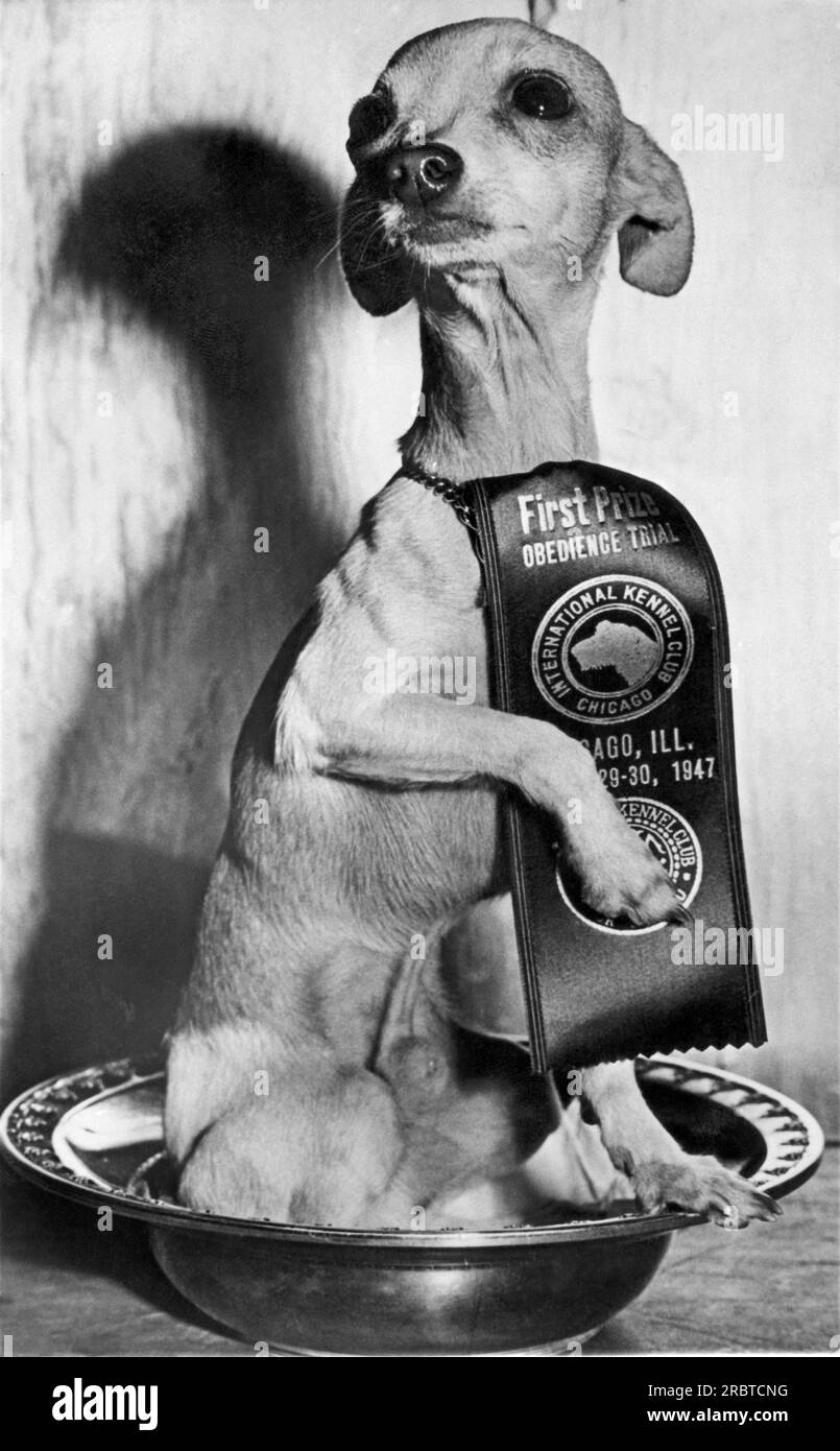 Chicago, Illinois: 1947. Un Chihauhau messicano, poco Poncito, con il trofeo di obbedienza che ha vinto all'International Kennel Show. Foto Stock
