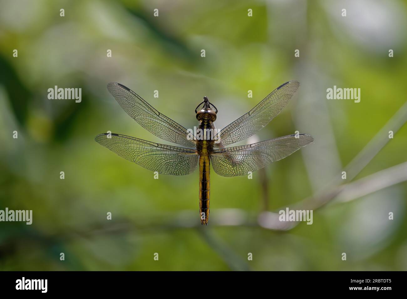 Il cacciatore a corpo largo o darter a corpo largo (Libellula depressa) è una delle più comuni libellule. Foto Stock