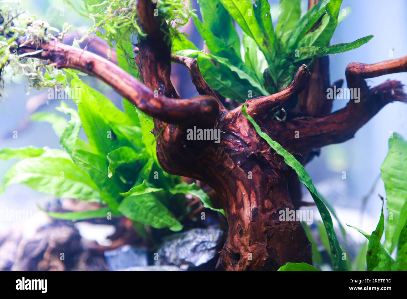 organizzazione di piante acquascapee come muschio su legno di rasamala e roccia lavica che possono aggiungere all'estetica dell'acquario Foto Stock