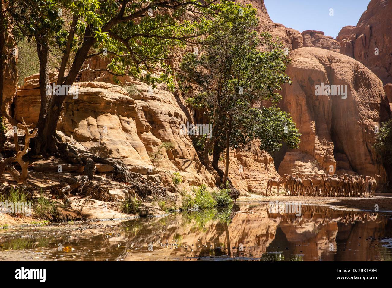 All'interno della mozzafiato Bashikele Guelta a East Ennedi, Ciad, i cammelli si riflettono magnificamente in acque a specchio, tra suggestivi panorami del canyon Foto Stock