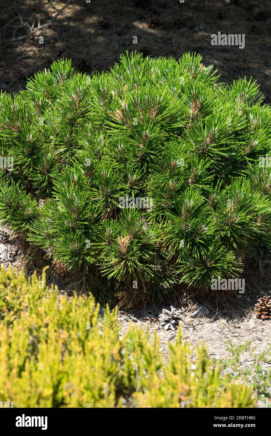 Pinus heldreichii "Smidtii", Giardino, compatta, crescita, forma, Pino bosniaco, albero Foto Stock