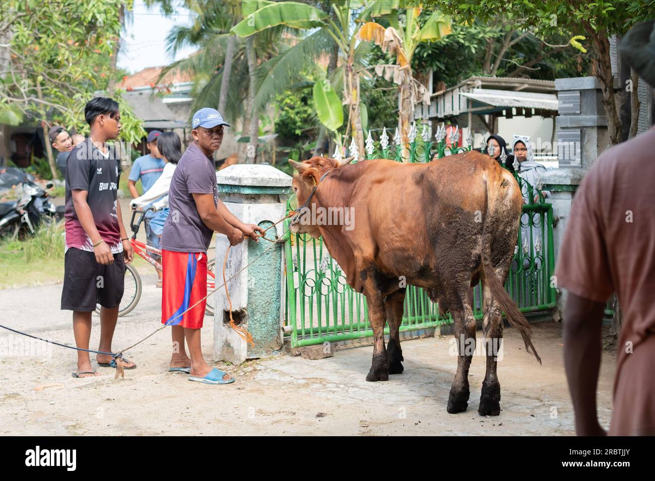 Lampung, Indonesia, 29 giugno 2023: Un musulmano indonesiano non identificato aiuta a massacrare una mucca in modo halal durante Eid al-Adha, la festa del sacrificio Foto Stock