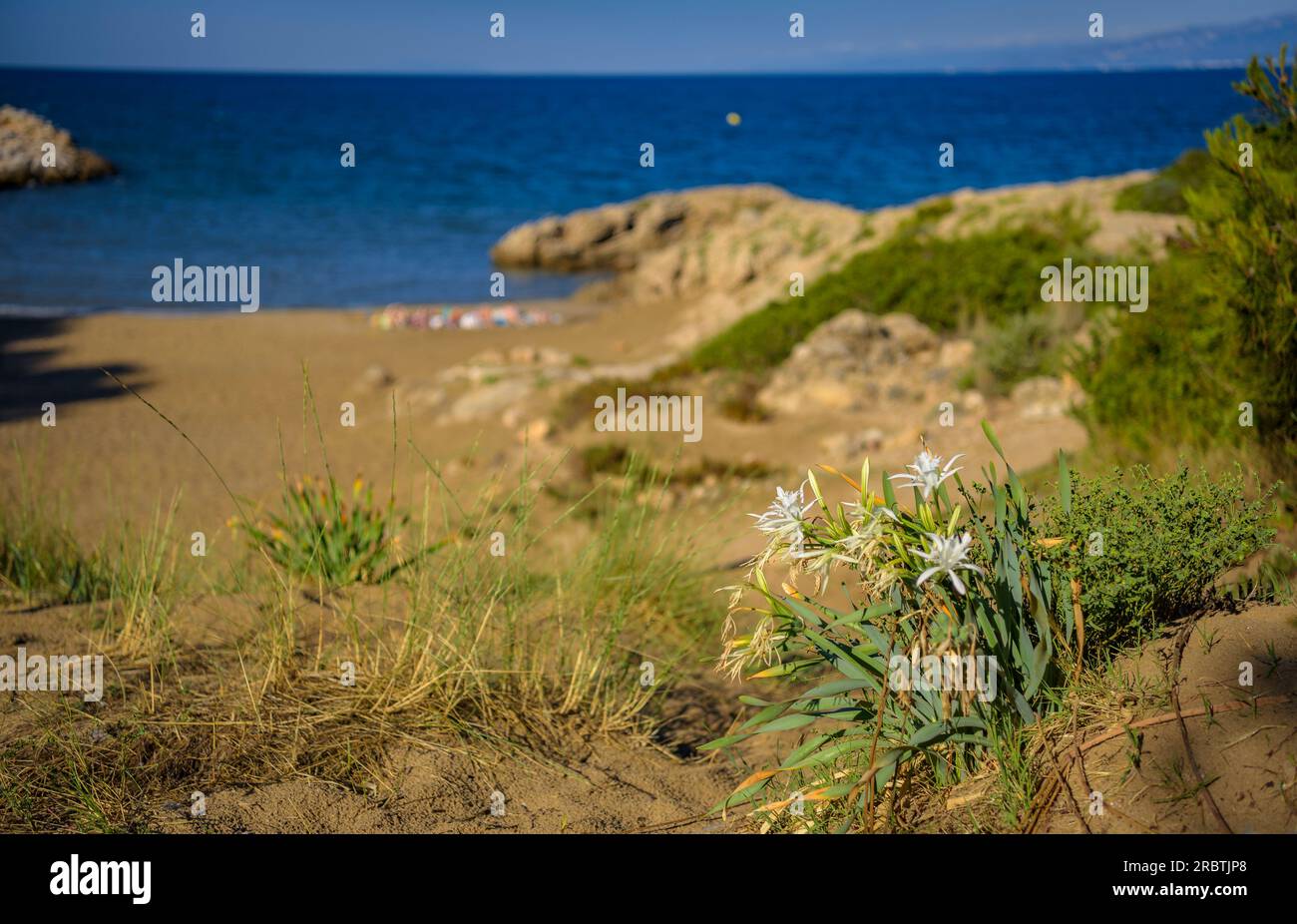 Giglio della Madonna (Lilium candidum) nelle dune costiere naturali di Cala Vinya, a Salou (Tarragona, Catalogna, Spagna) ESP: Azucenas (Lilium candidum) Foto Stock