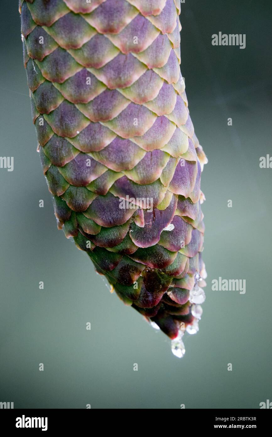 Primo piano, motivo, picea abies "Virgata" Foto Stock