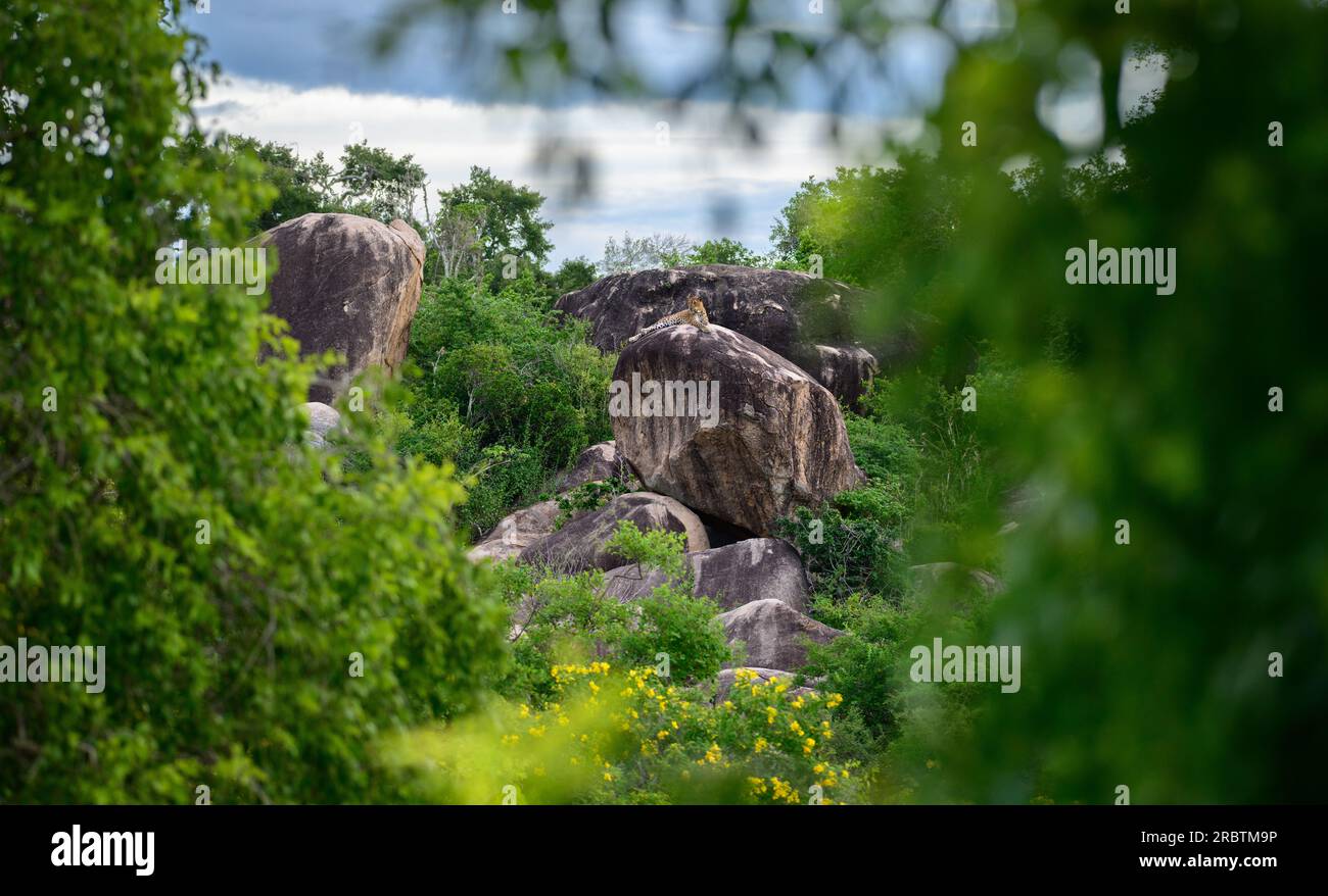Splendida foto paesaggistica, leopardo sulla roccia, circondato da una lussureggiante vegetazione nel parco nazionale di Yala, Sri Lanka. Foto Stock