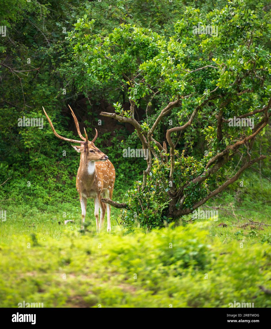 Splendido cervo maschio dello Sri Lanka nel parco nazionale di Yala. Lussureggiante paesaggio verde. Foto Stock