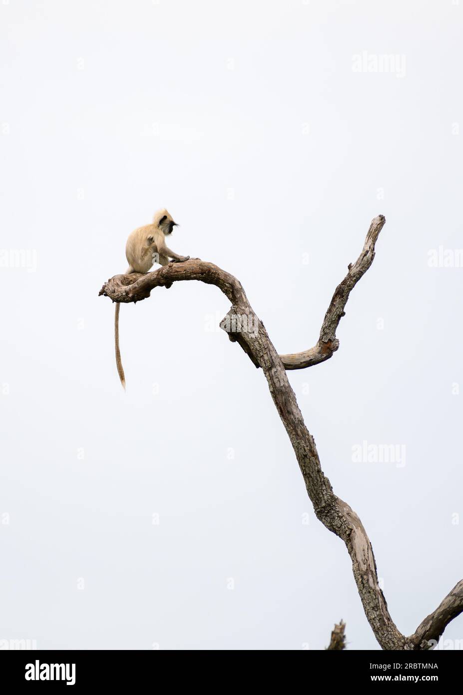 Bambino isolato di scimmia Grigio langur seduto sul bordo di un ramo di alberi morti molto alto nel parco nazionale di Yala. Sfondo bianco del cielo. Foto Stock