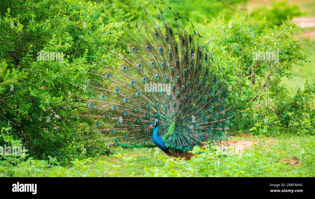 Il corteggiamento di elegante pavone maschile, iridescente colorato motivo di piume della coda ad angolo, splendida danza di uccelli indiani maschi a Yala na Foto Stock