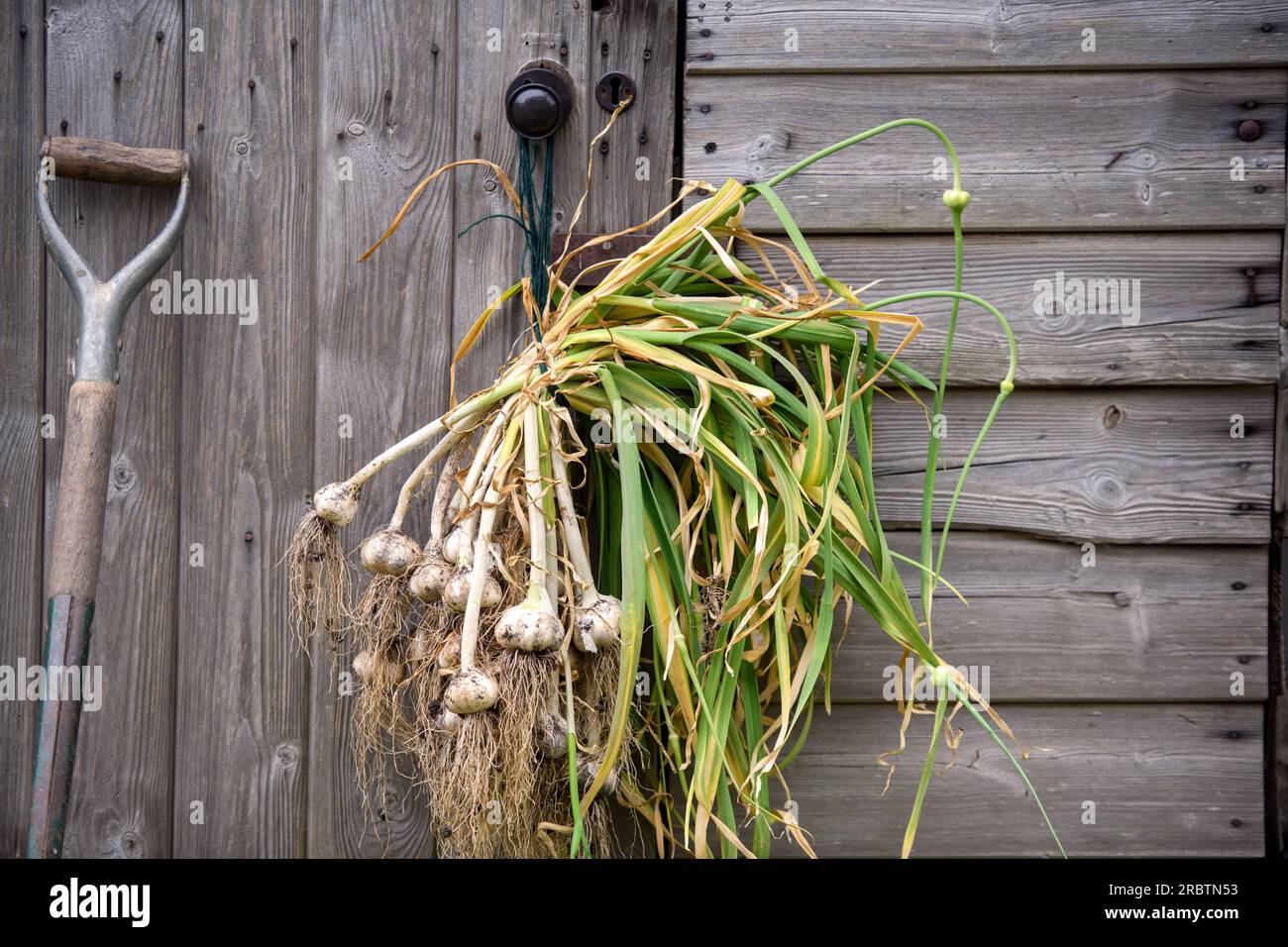 Asciugatura dell'aglio eseguita di recente. Foto Stock