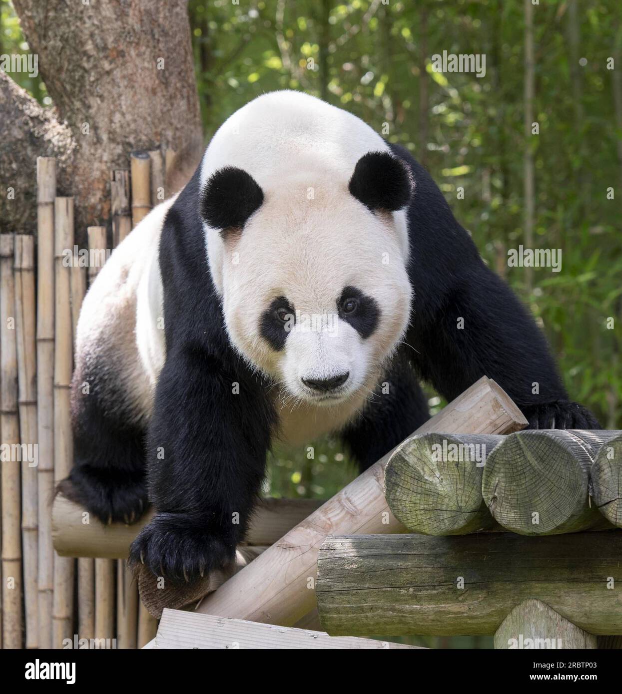 (230711) - SEOUL, 11 luglio 2023 (Xinhua) - questa foto mostra il panda gigante le Bao all'Everland Resort di Yongin, Corea del Sud. Ai Bao, un panda gigante affittato dalla Cina alla Corea del Sud sette anni fa, ha dato alla luce cuccioli gemelli il 7 luglio. (Everland Resort/Handout via Xinhua) credito: Xinhua/Alamy Live News Foto Stock