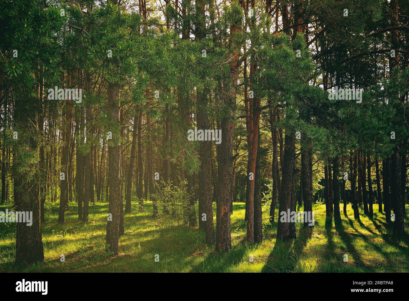 Tramonto o alba in una pineta in primavera o all'inizio dell'estate. Il sole tra i tronchi dei pini. Estetica di film vintage. Foto Stock