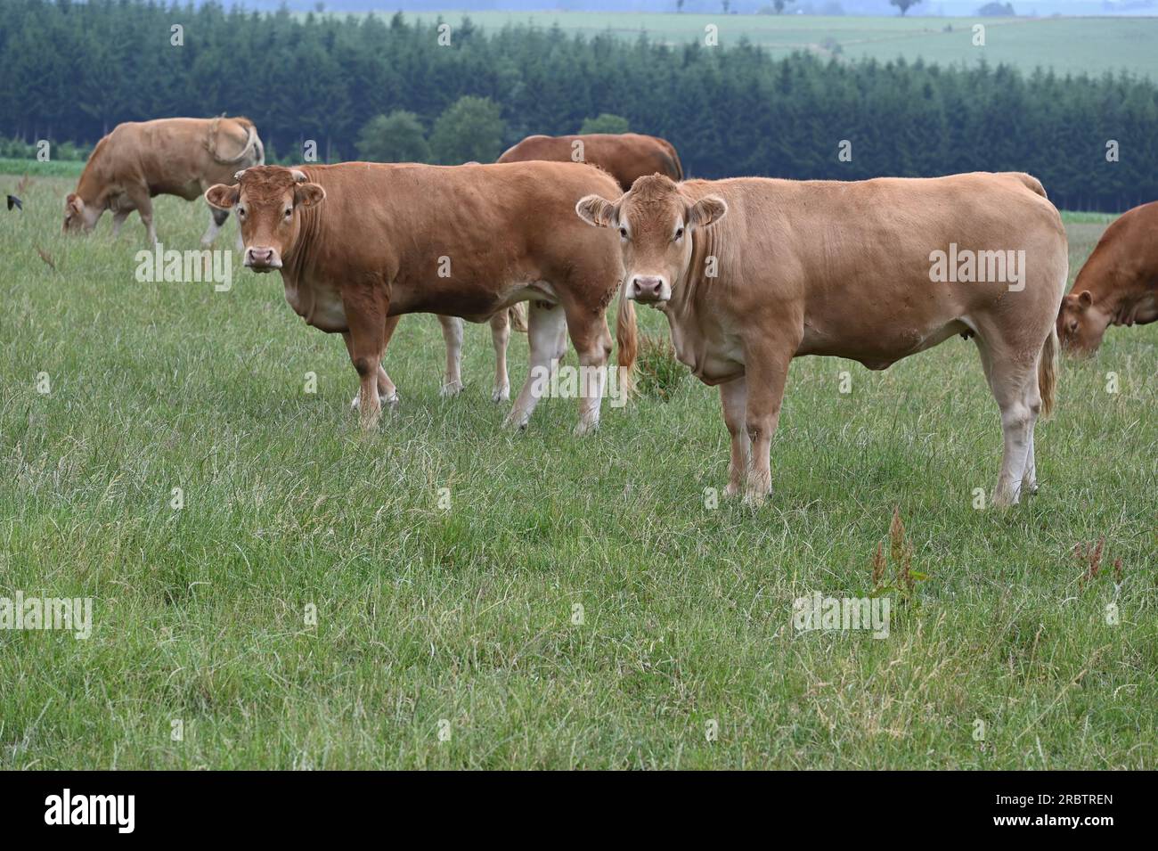 Sankt Vith, Belgio. 2 luglio 2023. Le mucche brune stanno in piedi in una via credito: Horst Galuschka/dpa/Alamy Live News Foto Stock