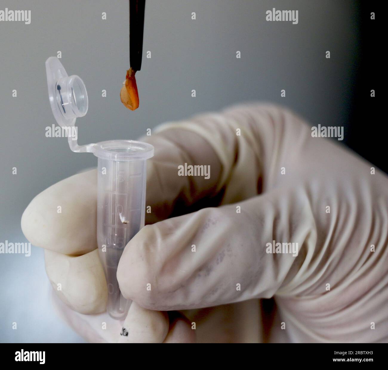 Una persona sta raccogliendo un campione da gamberetti infetti dal virus della macchia bianca Foto Stock