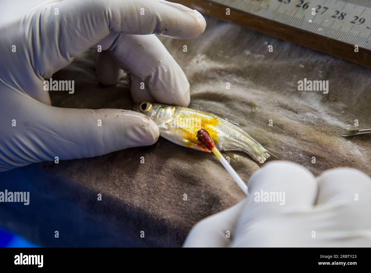 Programma di miglioramento genetico della carpa Silver Carp Generation-1 nella vivaistica di hapa. I ricercatori stanno facendo il processo di tagging Foto Stock