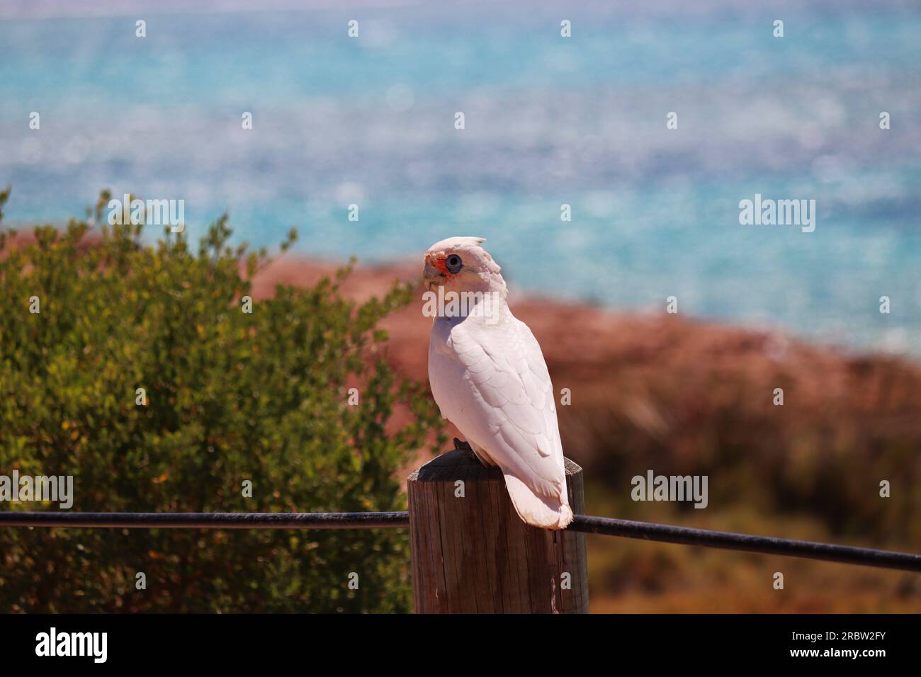 Corella vicino al mare Foto Stock