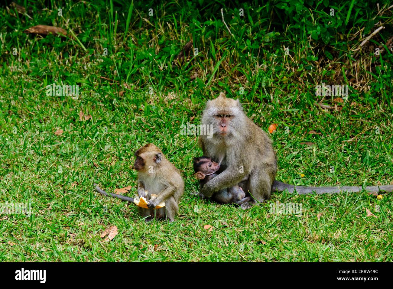Mauritius, Savanne District, Black River Gorges National Park, Mauritius macaque con il suo bambino Foto Stock