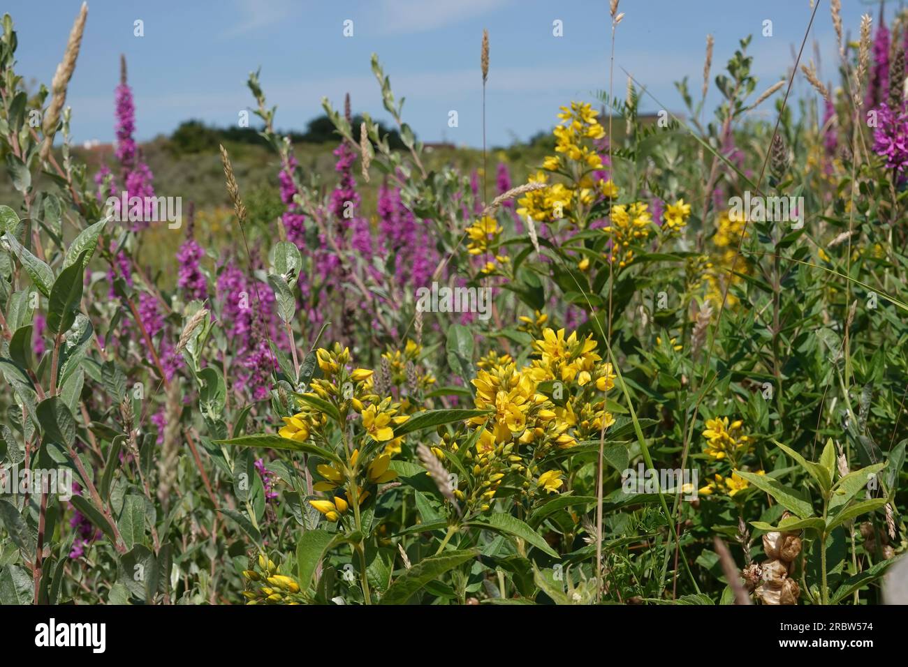 Paesaggio naturale colorato di fiori selvatici con aree verdi viola e gialle, Lythrum salicaria e Lysimachia vulgaris in un clima soleggiato Foto Stock