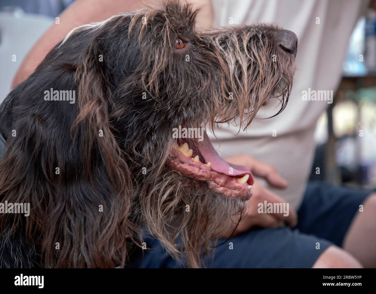 Ritratto di un puntatore a capelli rossi tedesco (Deutscher Drahthaar) seduto accanto al suo padrone Foto Stock