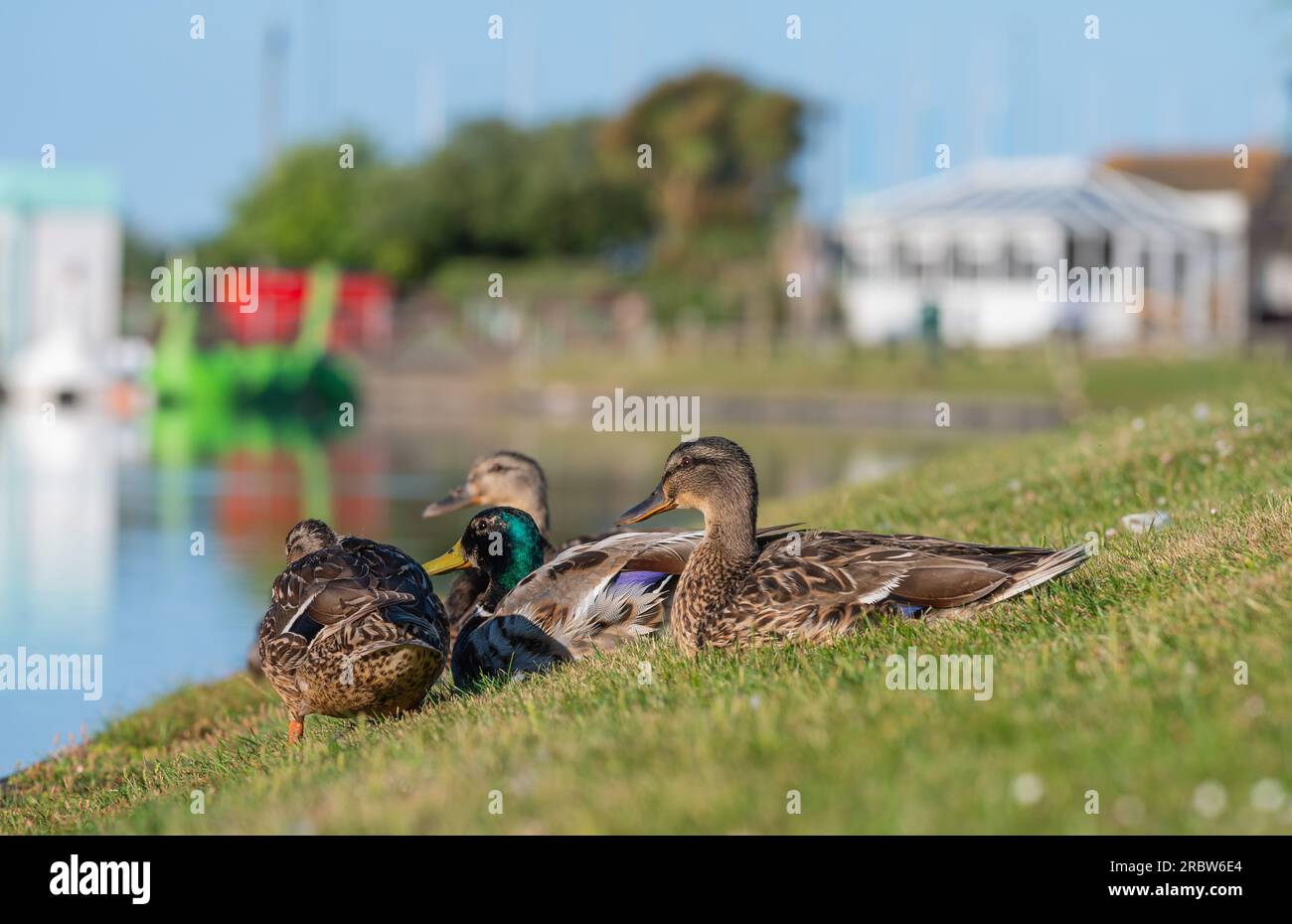 Vista laterale di diversi anatre Mallard (Anas platyrhynchos) seduti su una banca d'erba dall'acqua in un lago in estate a Mewsbrook Park, Littlehampton, Regno Unito. Foto Stock