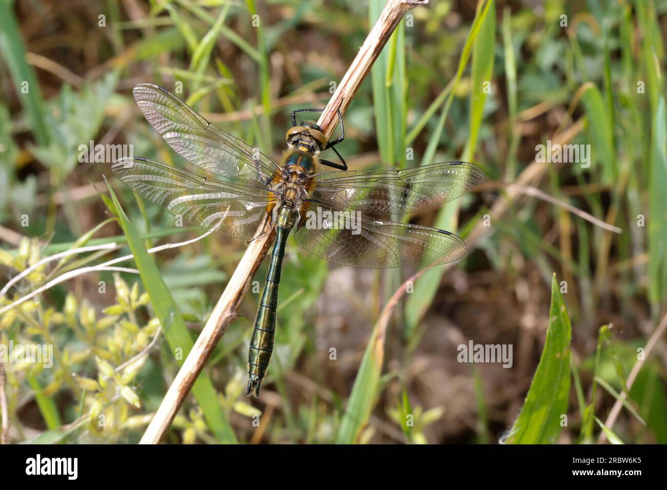 Falkenlibelle, Gemeine Smaragdlibelle, Männchen, Cordulia aenea, smeraldo rosso, Maschio, la Cordulie bronzée, Corduliidae, Falkenlibellen Foto Stock