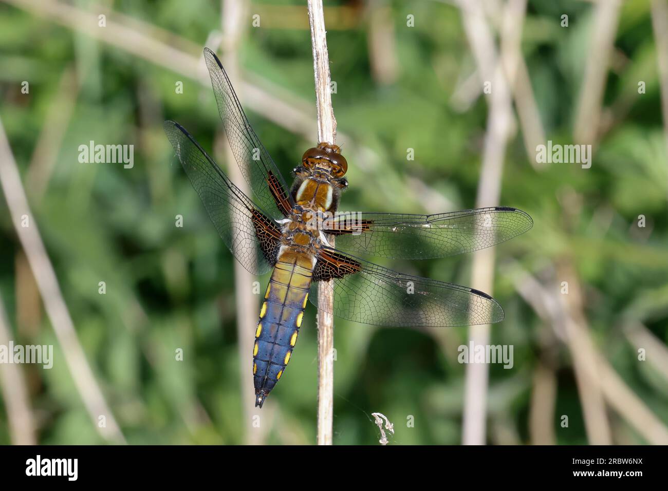 Plattbauch, Männchen, Plattbauch-Libelle, Plattbauchlibelle, Libellula depressa, Platetrum depressum, Chaser di grandi dimensioni, Broadbodied Chaser, Broad b Foto Stock
