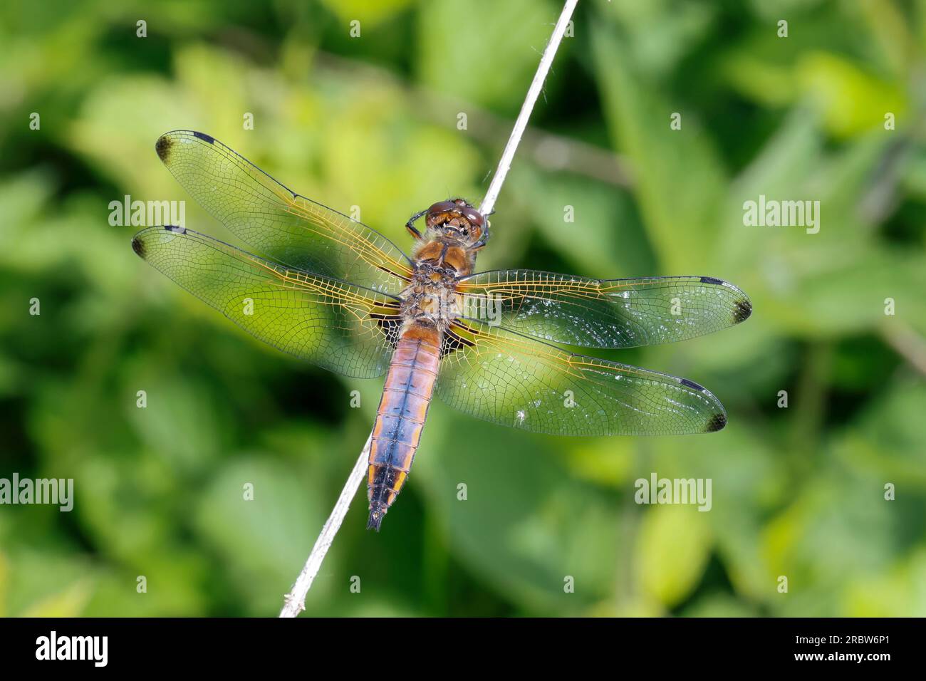 Spitzenfleck, Spitzenfleck-Libelle, Männchen, Übergangsfärbung von immaturen zum ausgefärbten Tier, Libellula fulva, scarce chaser dragonfly, scarce l Foto Stock