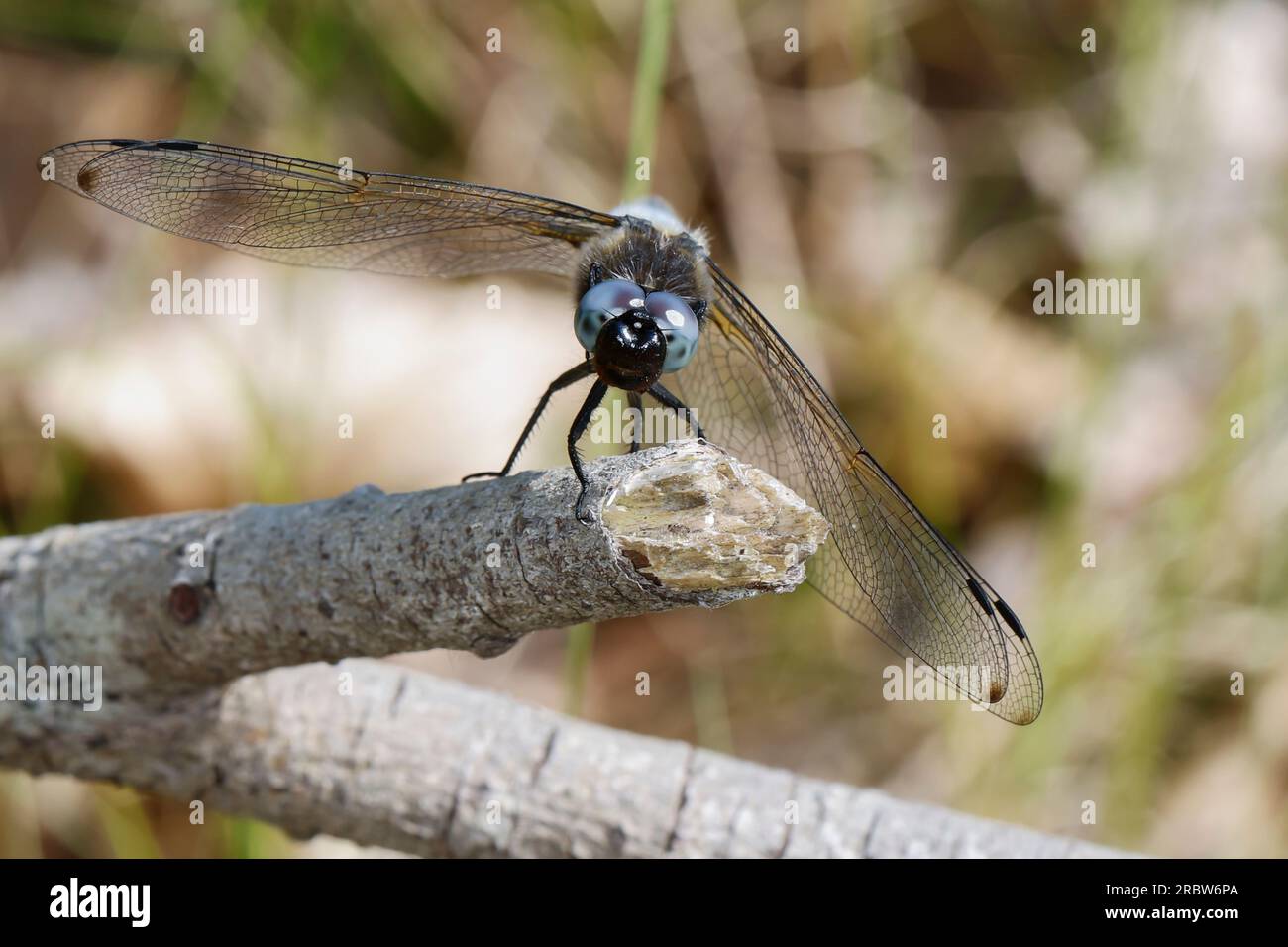 Spitzenfleck, Spitzenfleck-Libelle, Männchen, Libellula fulva, scarce chaser dragonfly, Scarso libellula, scarso Chaser, la libellule fauve Foto Stock