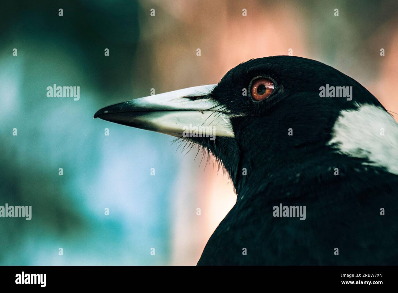 Scatti ravvicinati di uccelli australiani Foto Stock